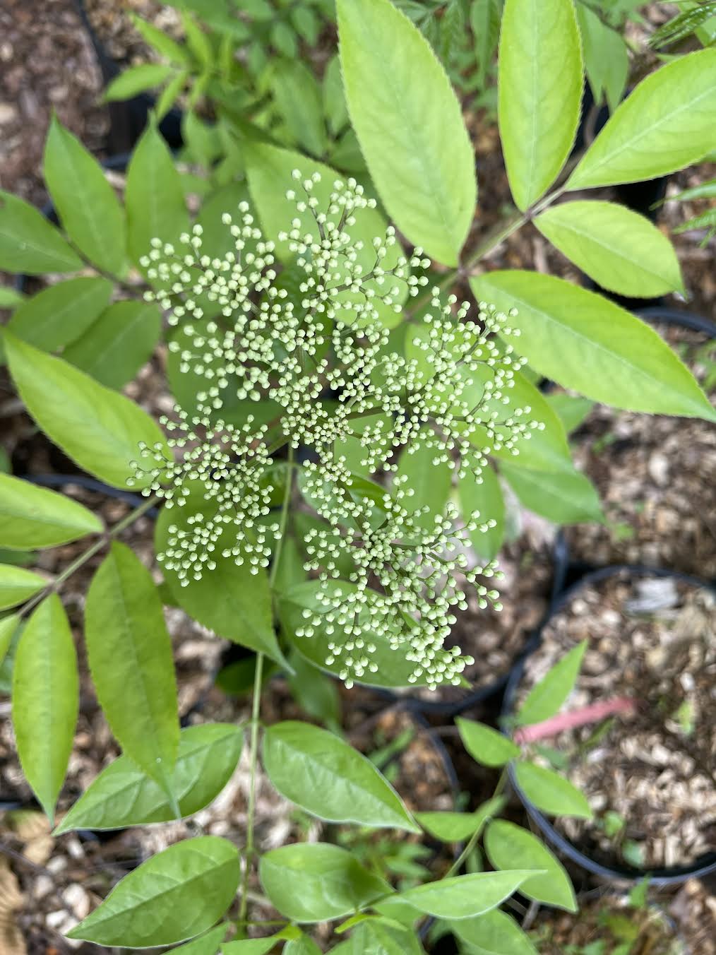 Common Elderberry ( Sambucus Canadensis )