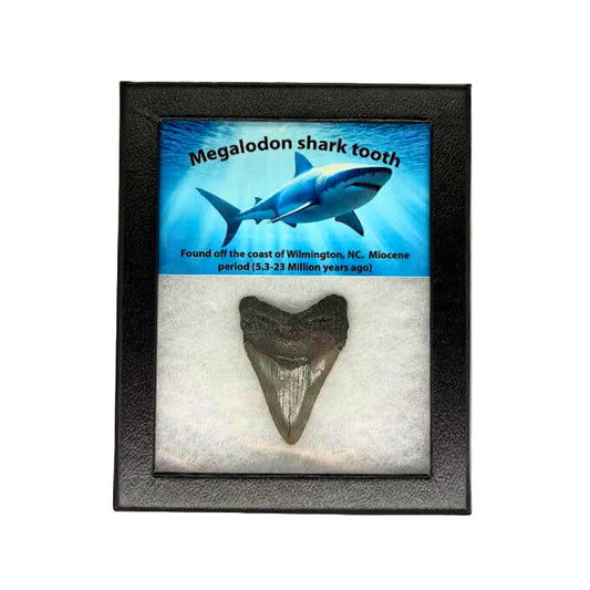 Megalodon Tooth Box