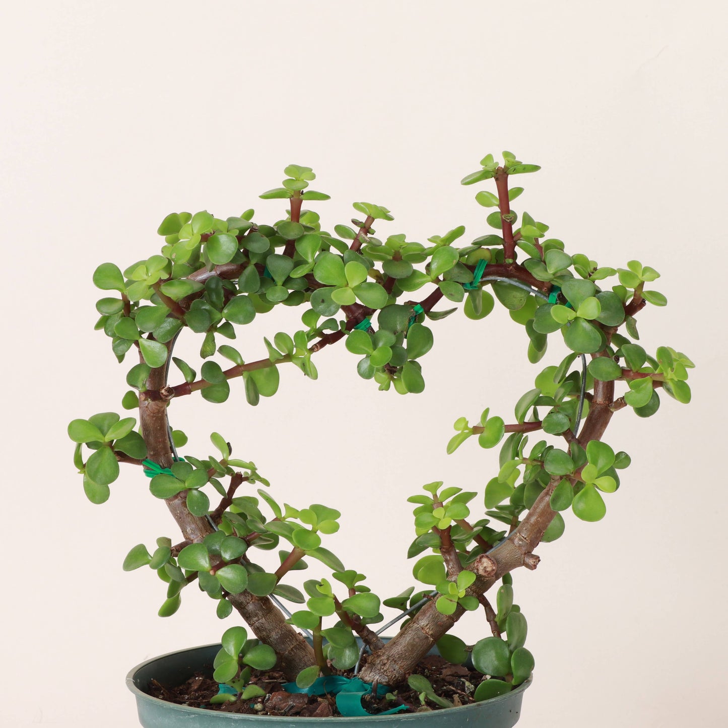 Jade Heart Bonsai