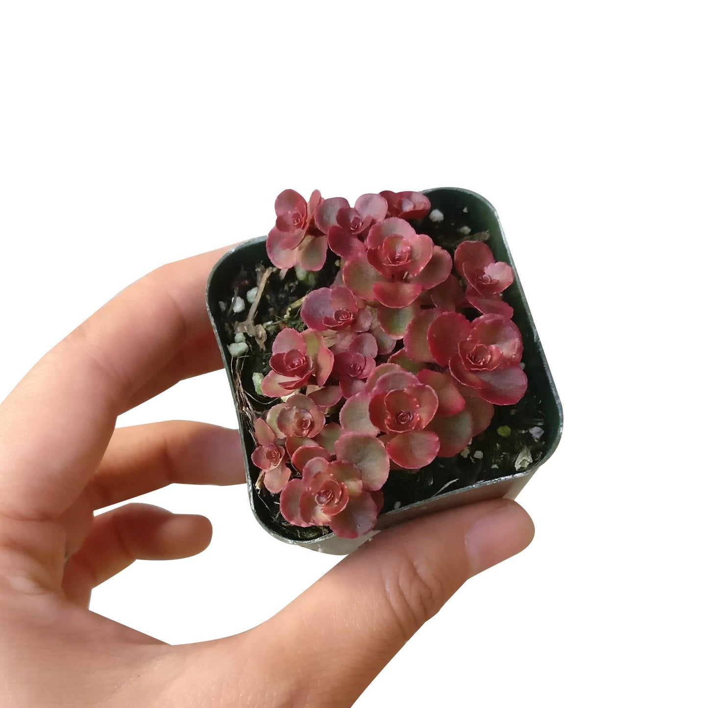 Dragon's Blood Sedum