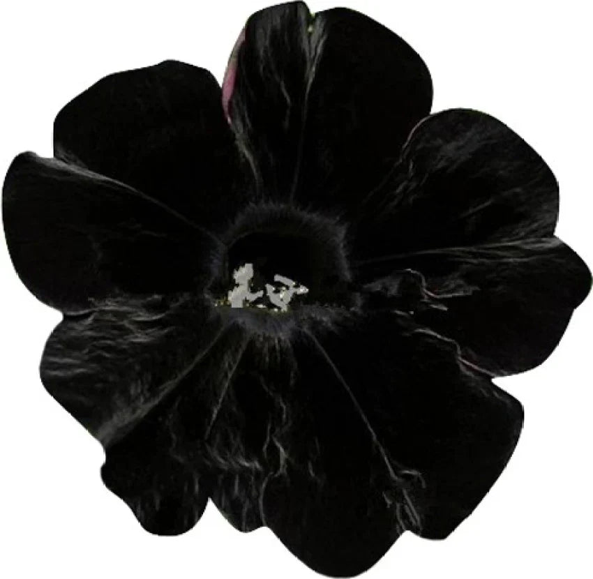 Black Velvet Petunia Flower Seeds for Planting - Heirloom, NON-GMO, Easy to Grow Garden Blooms