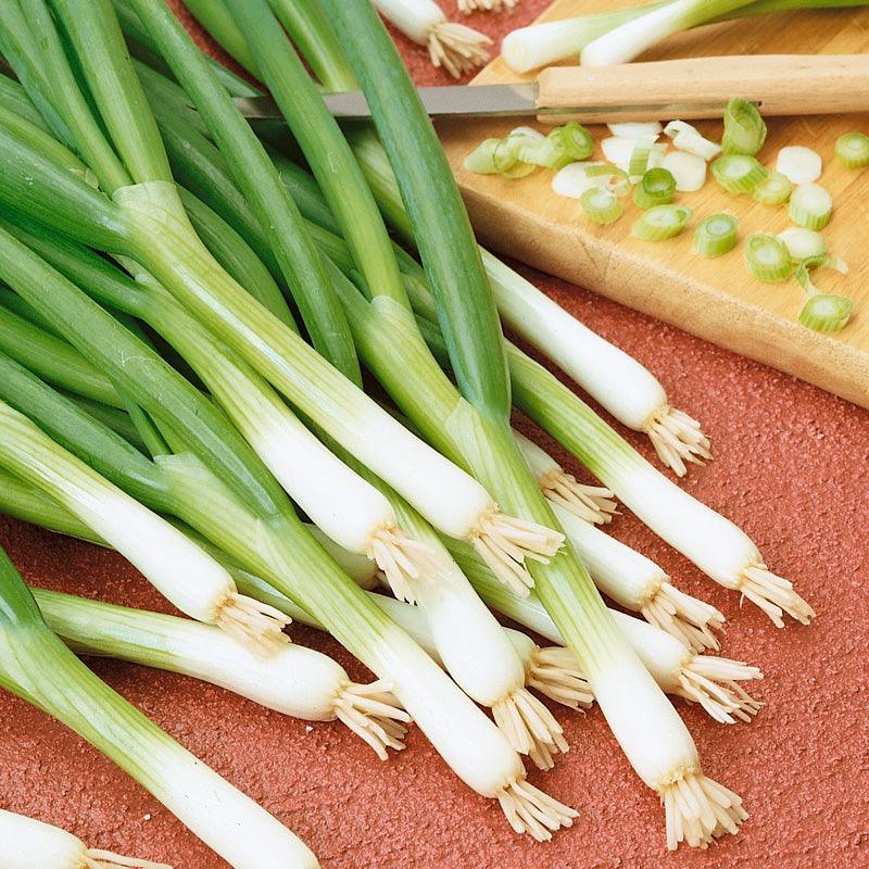 Onion Seeds, Evergreen Bunching (Organic)