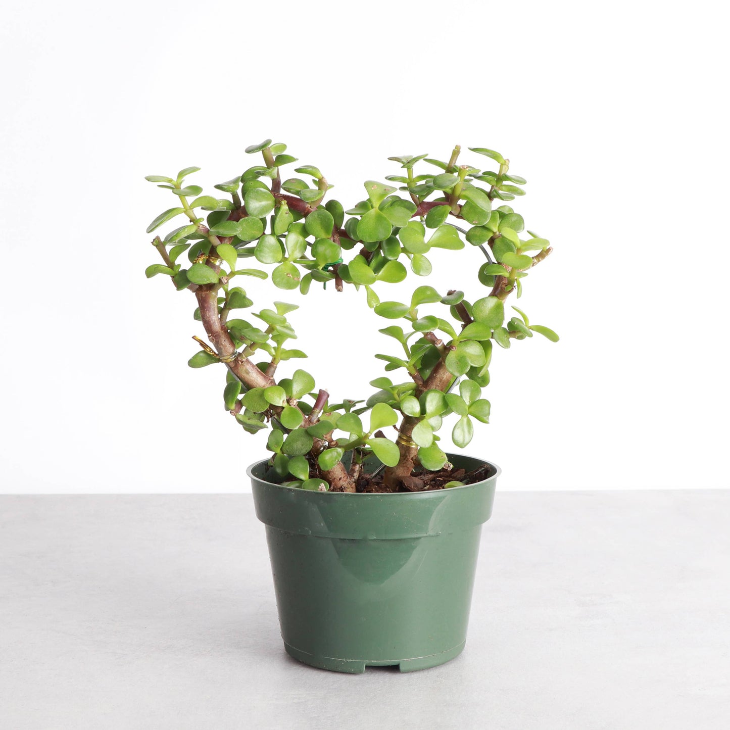 Jade Heart Bonsai