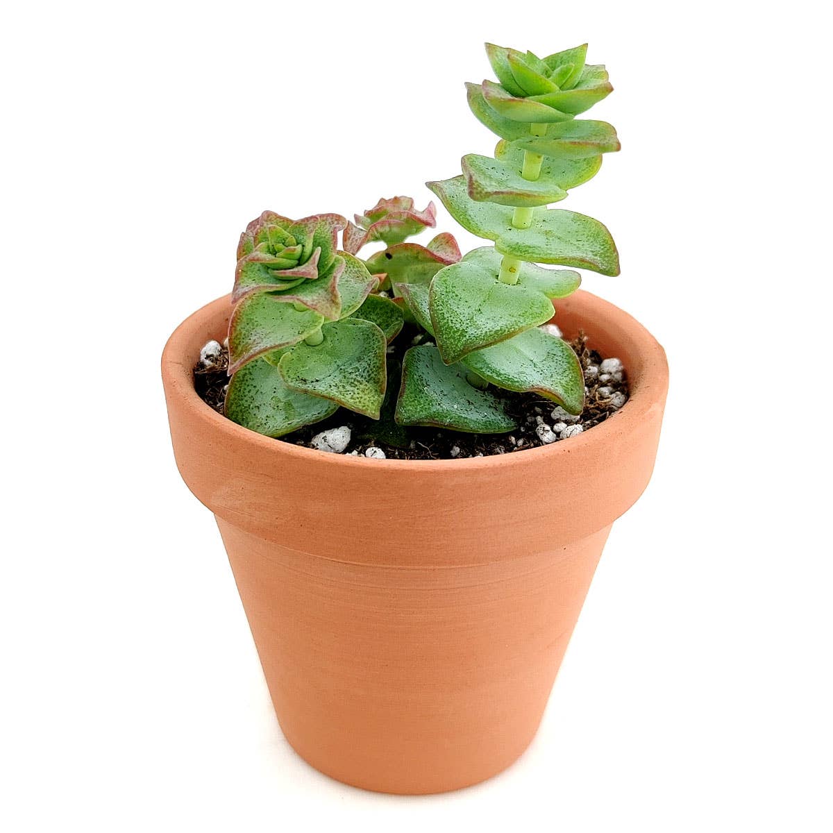 Variegated String of Buttons - Rare Succulent