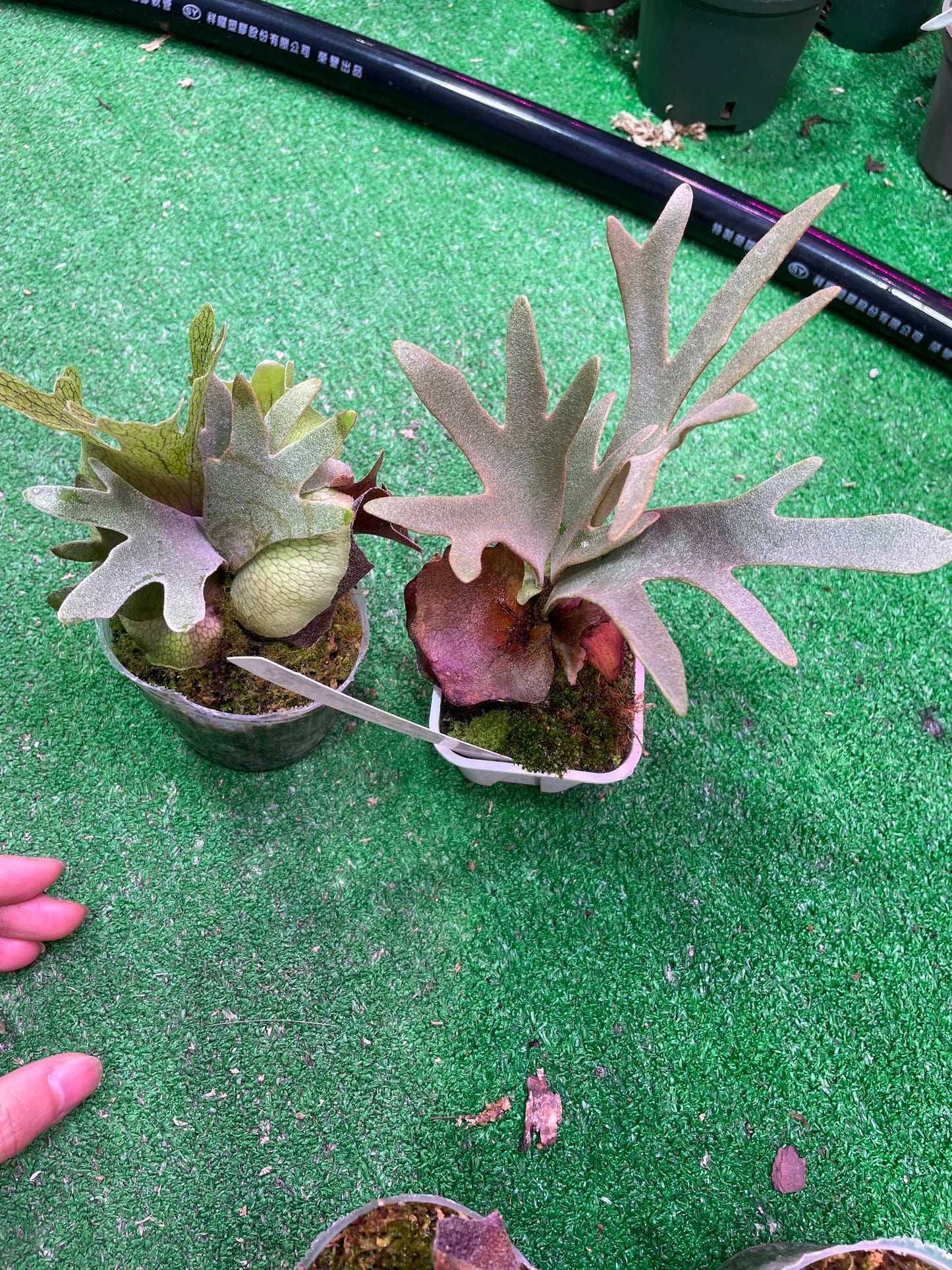 Platycerium Willinckii Bacteria spore