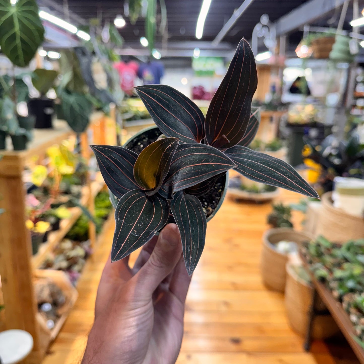 Jewel Orchid 'Ludisia Discolor'