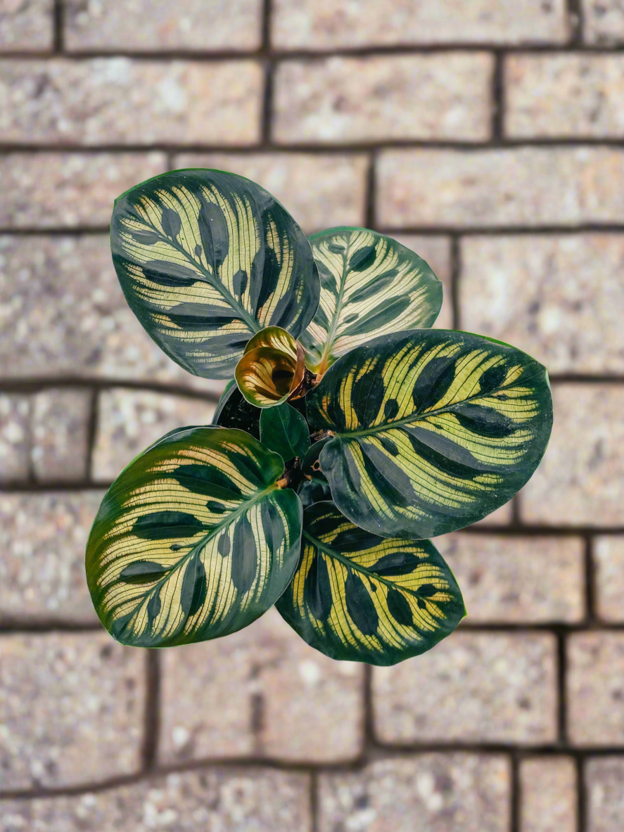 Calathea 'Makoyana'