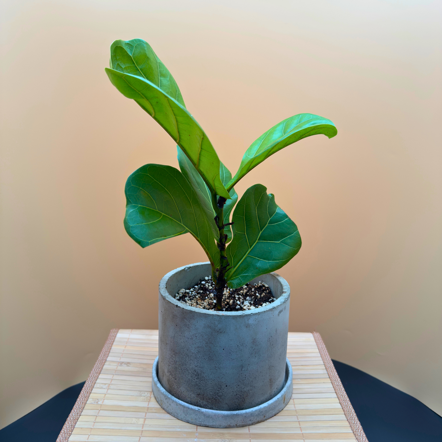 Fiddle Leaf Fig in 6” Charlie Pot (Slate Gray) – Indoor Statement Plant