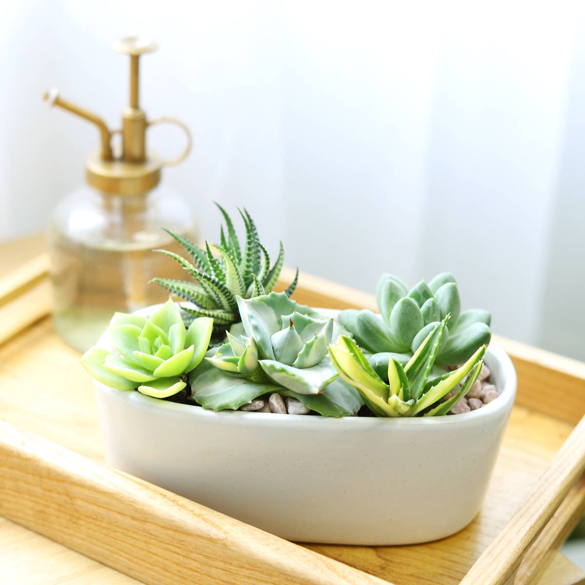 Variegated Aloe Plant - Live Succulents 4 inch Pot