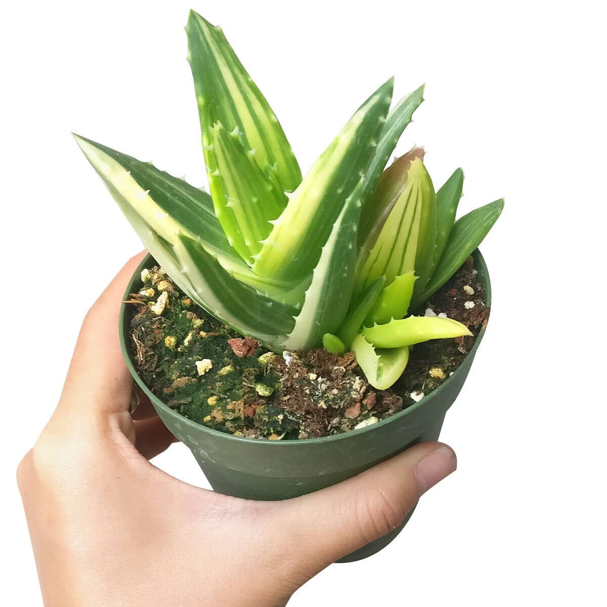 Variegated Aloe Plant - Live Succulents 4 inch Pot