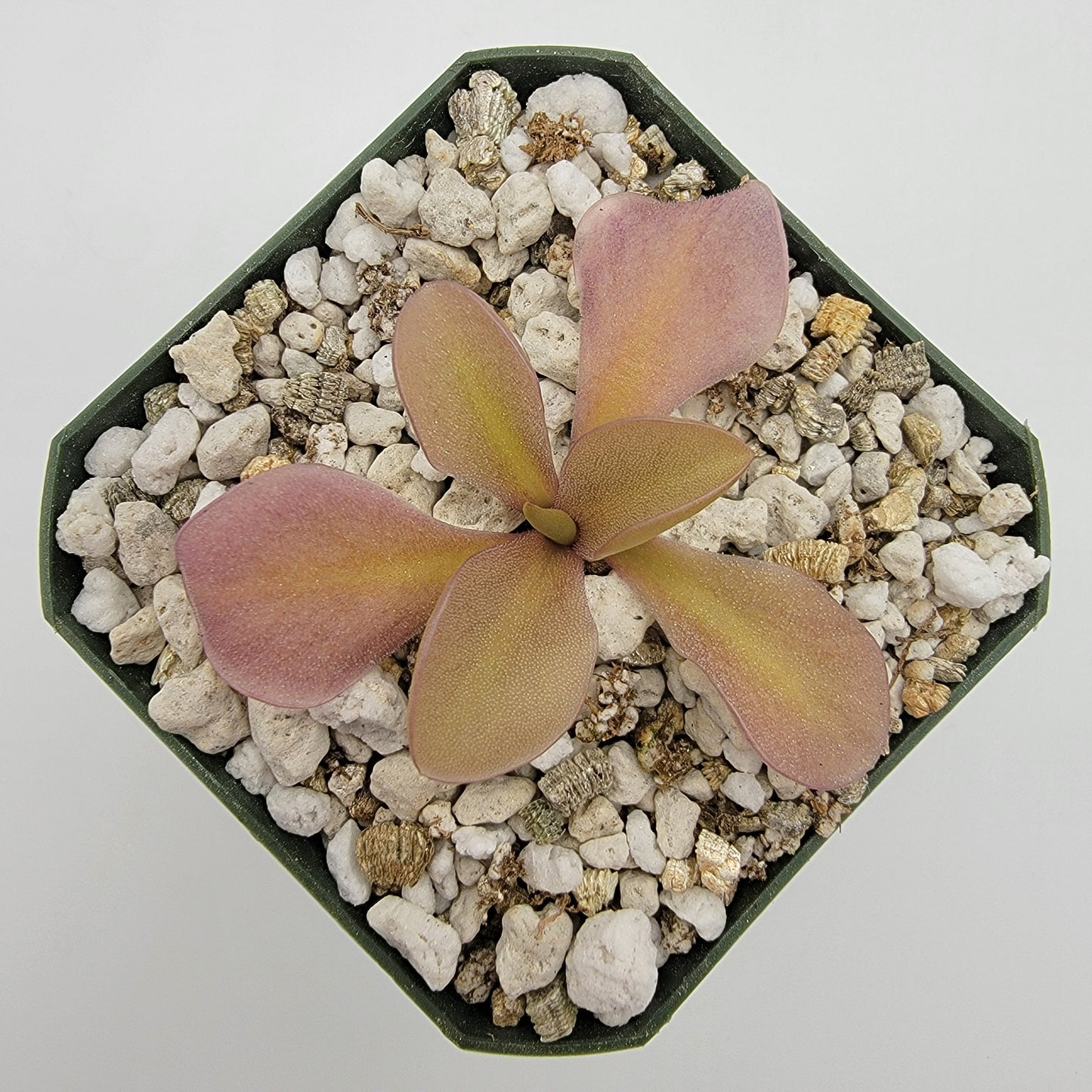 Pinguicula gigantea red x zamudioana – Rare Hybrid Carnivorous Butterwort | Live Plant