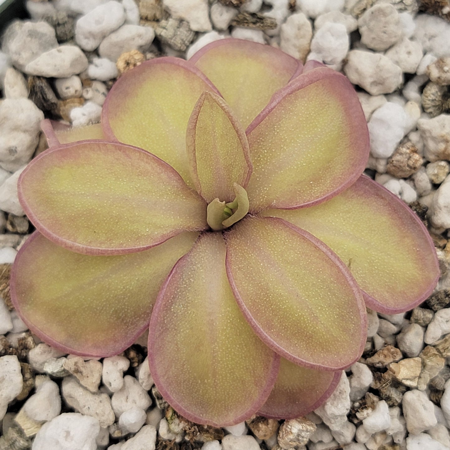 Pinguicula moranensis var. alba x emarginata – Rare Hybrid Carnivorous Butterwort | Live Plant
