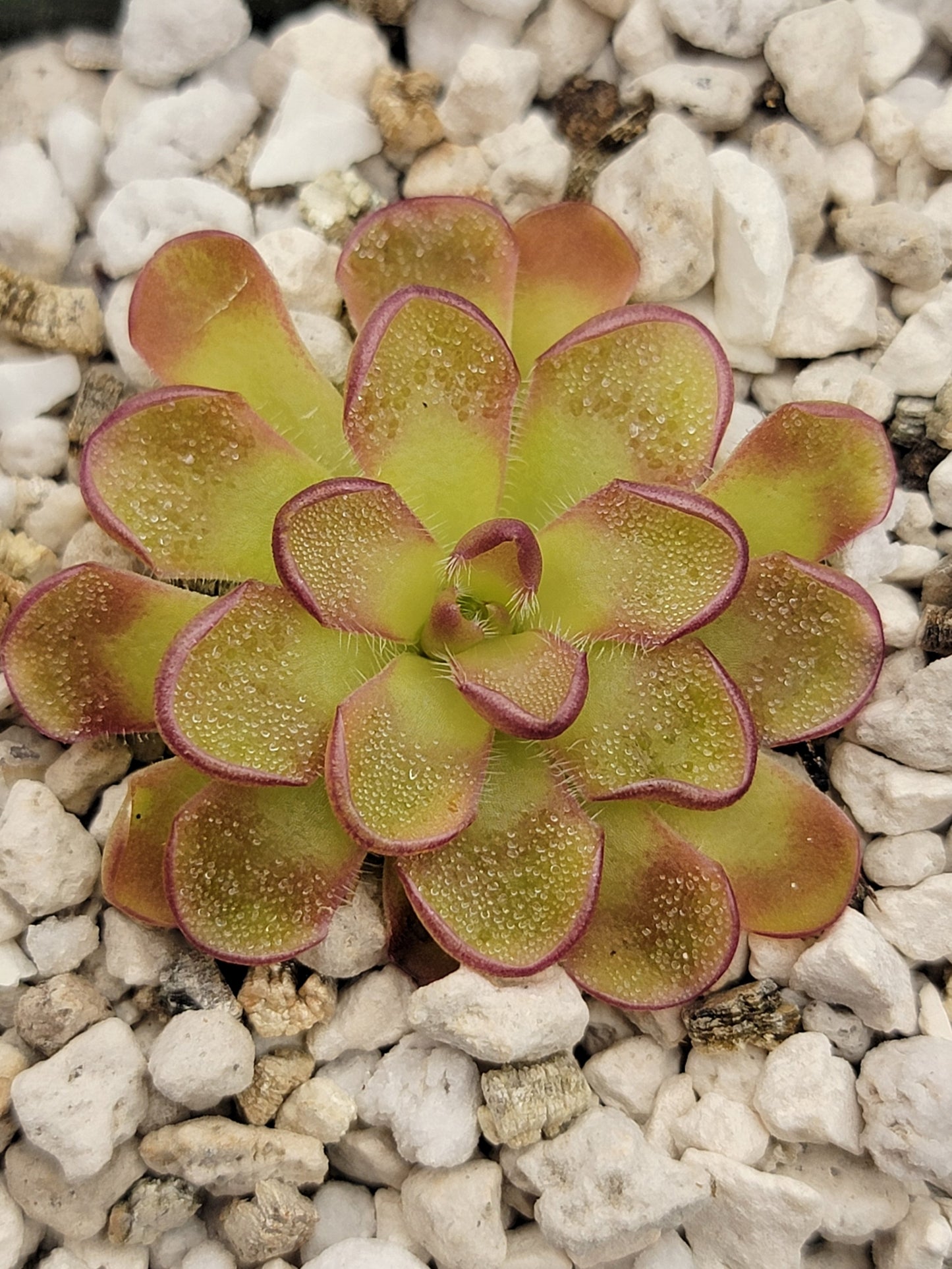 Pinguicula kondoi – Rare Carnivorous Butterwort | Live Perennial Plant
