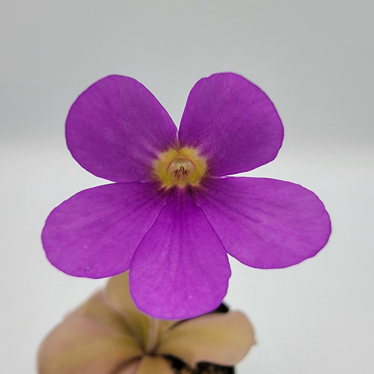 Pinguicula gigantea red x zamudioana – Rare Hybrid Carnivorous Butterwort | Live Plant
