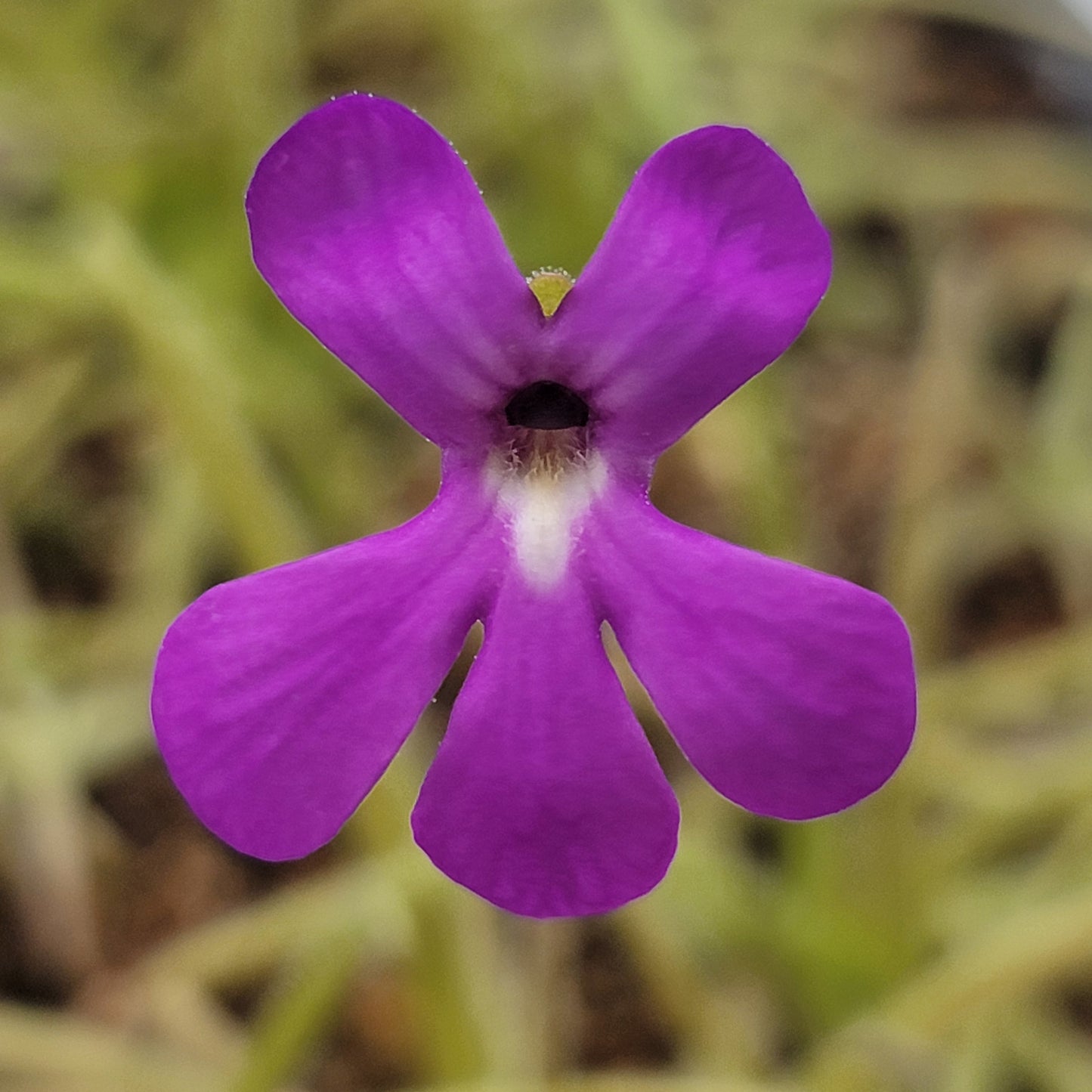 Pinguicula gypsicola x moctezumae – Rare Hybrid Carnivorous Butterwort | Live Plant