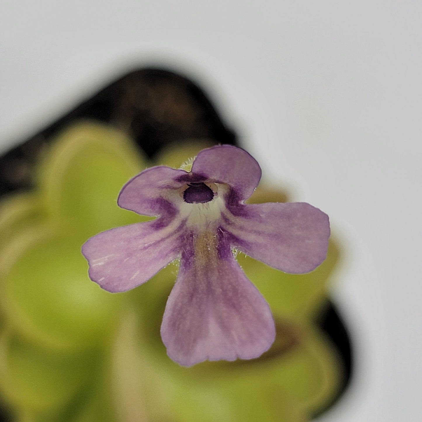 Pinguicula gracilis x laueana – Rare Hybrid Carnivorous Butterwort | Live Plant