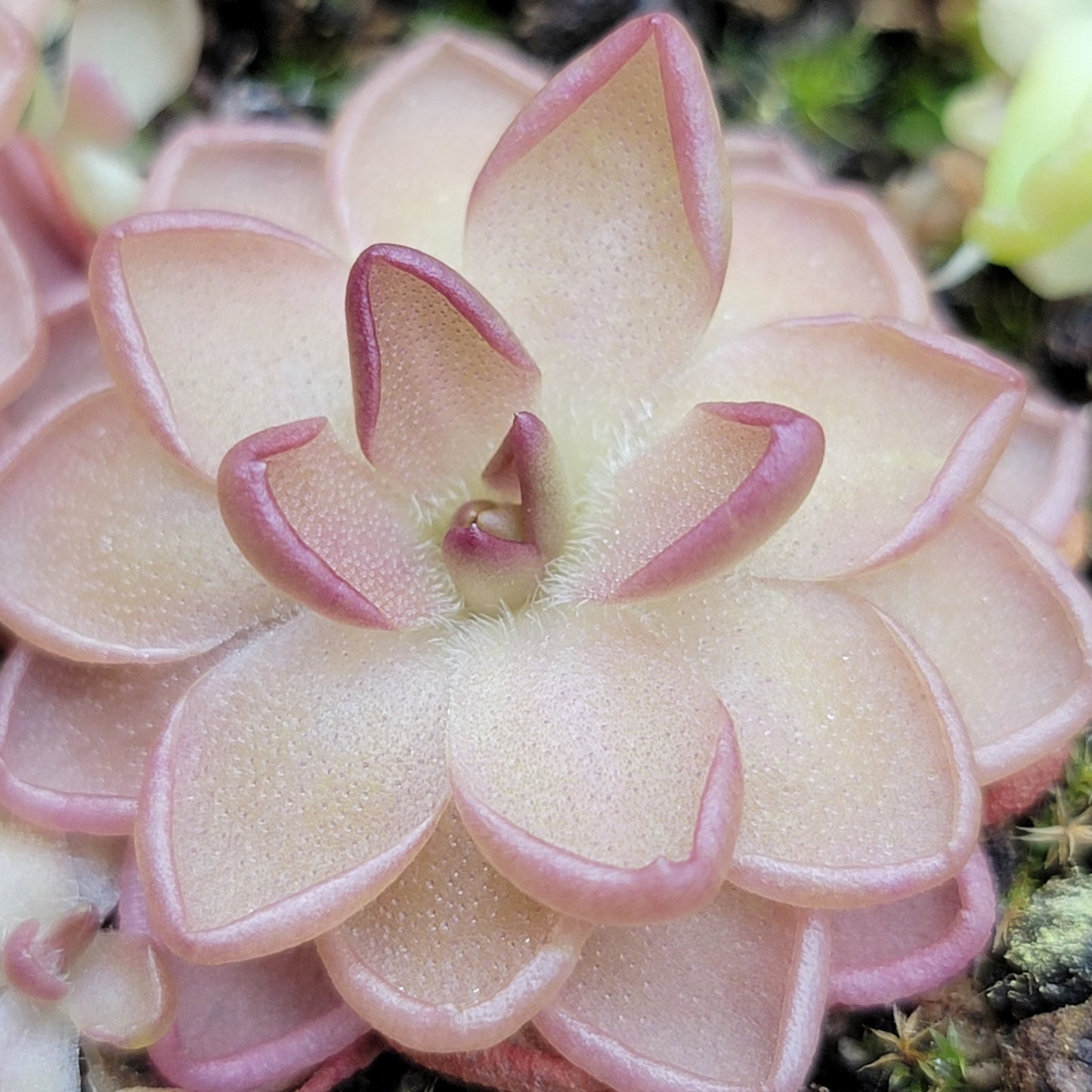 Pinguicula gracilis x laueana – Rare Hybrid Carnivorous Butterwort | Live Plant