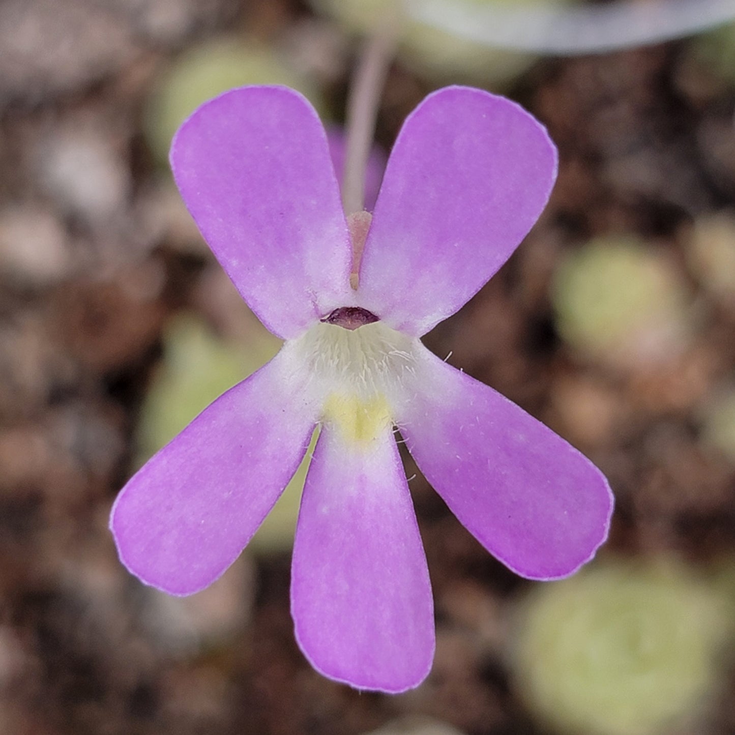 Pinguicula esseriana – Rare Mexican Carnivorous Butterwort | Live Plant