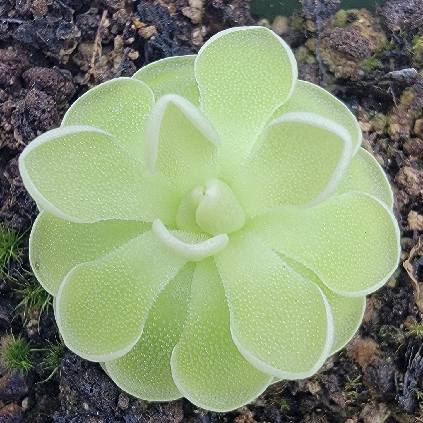 Pinguicula ehlersiae (White Flower) – Rare Mexican Carnivorous Butterwort | Live Plant