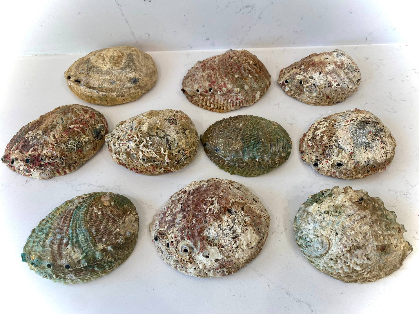 Natural Abalone Shells