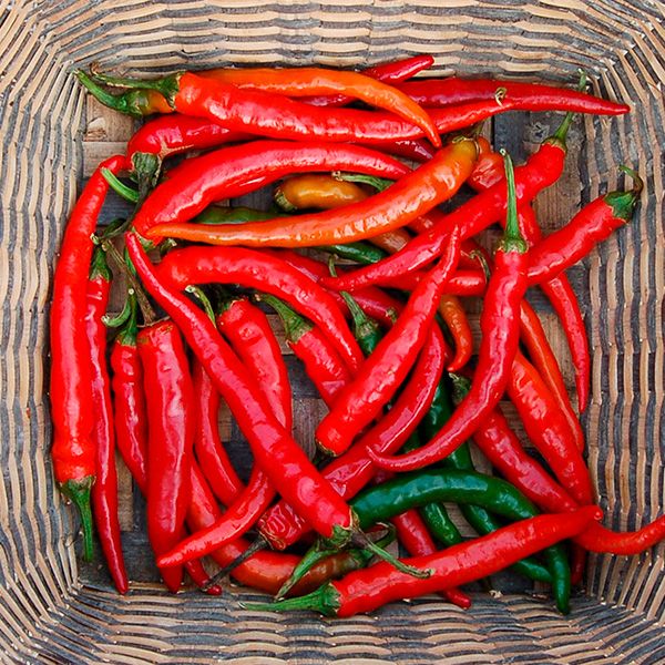 Cayenne Pepper Seeds – Long Red Chili Vegetable Seeds for Planting, High Yield, Non-GMO, Heirloom Hot Pepper Variety