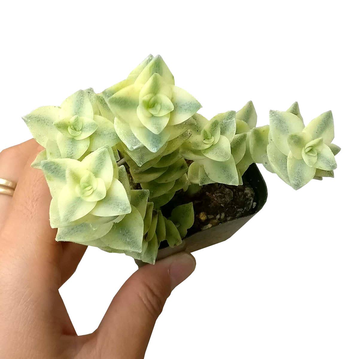 Variegated String of Buttons - Rare Succulent