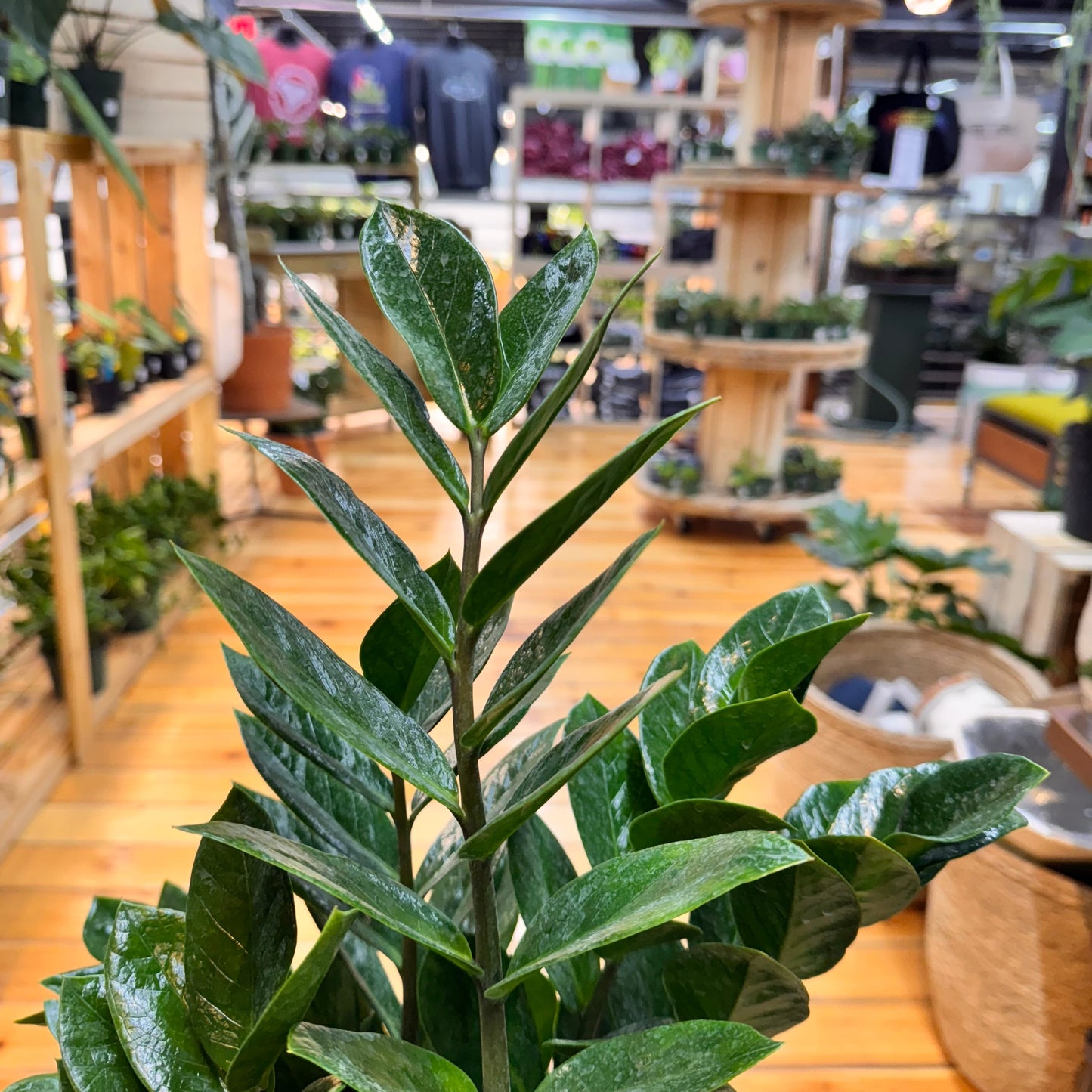 Zamioculcas zamiifolia 'ZZ Plant' – Easy Care Indoor Houseplant