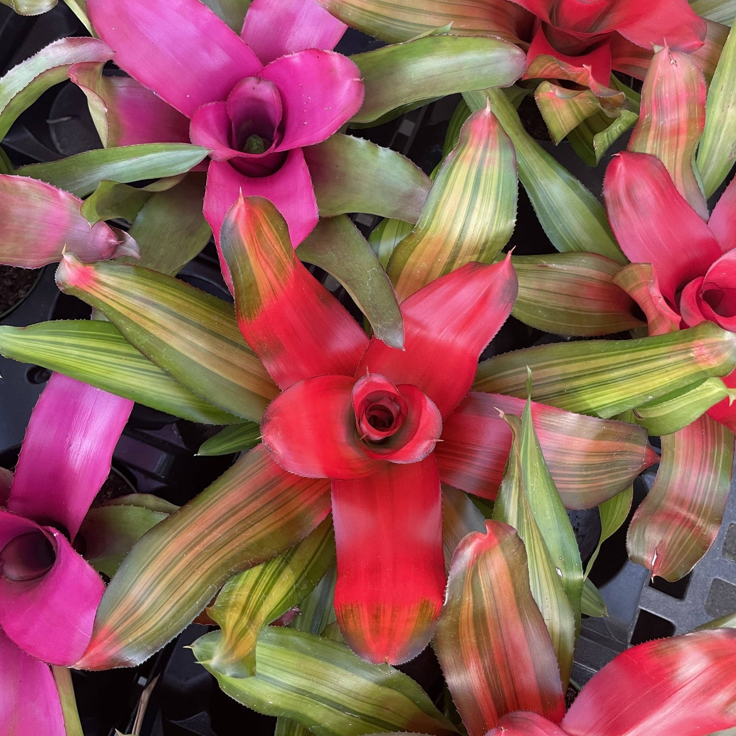 Bromeliad Neoregelia 'Neos' - Live Plant - Assorted