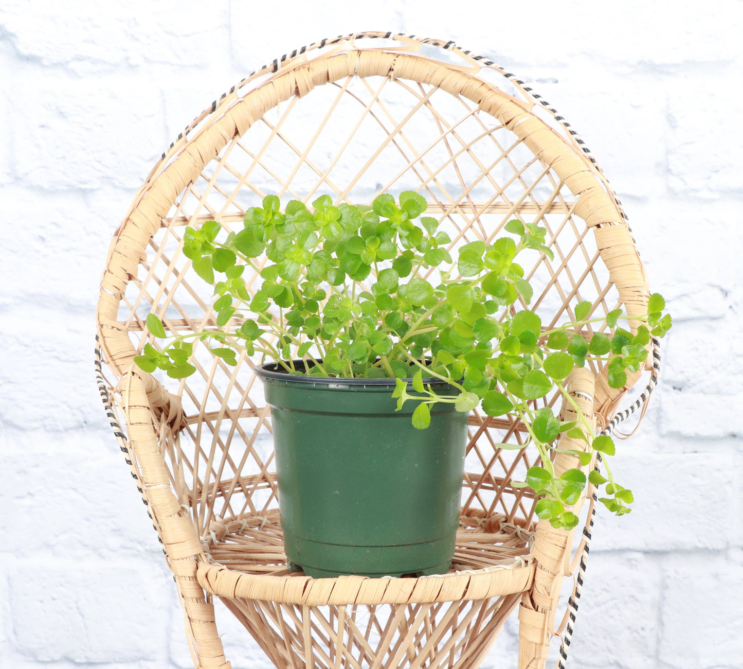 Pilea Depressa 'Green Baby Tears'