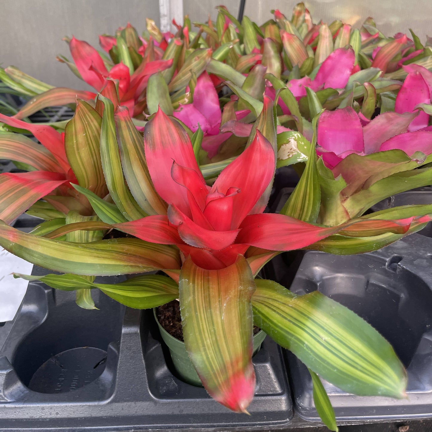 Bromeliad Neoregelia 'Neos' - Live Plant - Assorted