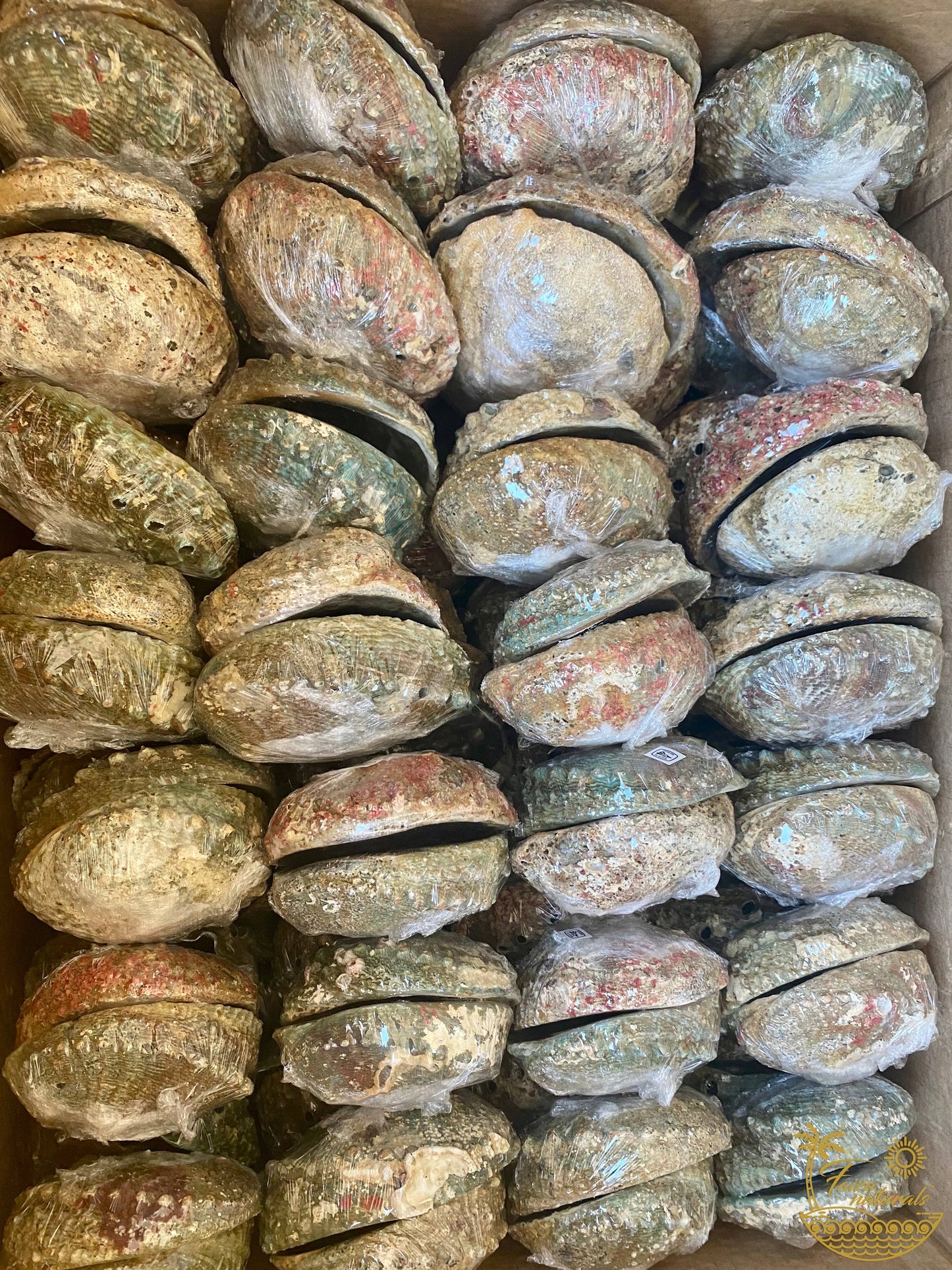 Natural Abalone Shells