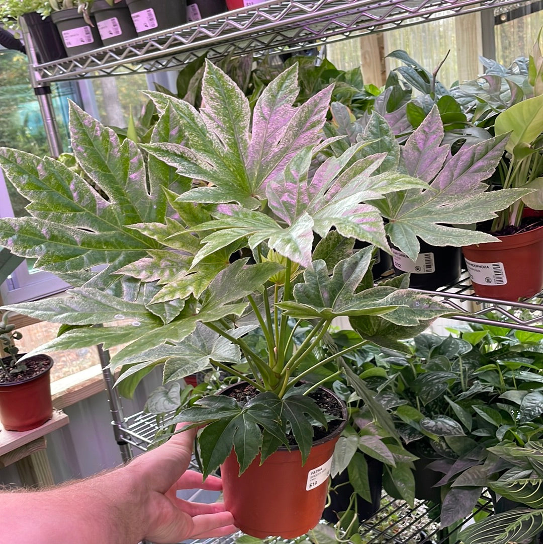 Fatsia Spider's Web