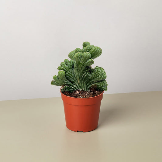 Succulent Cereus Coral Green