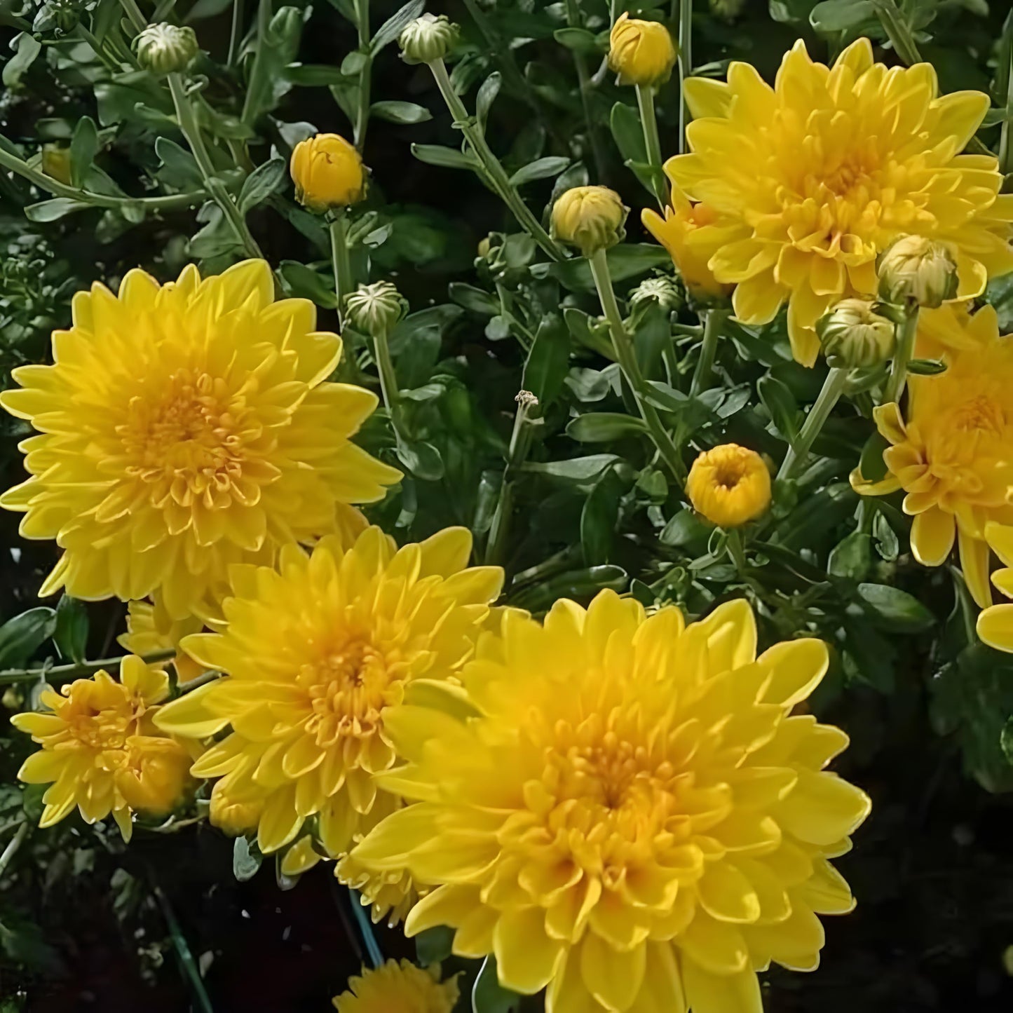 Yellow Chrysanthemum Flower Seeds for Planting – Heirloom & Non-GMO Fall-Blooming Garden Seeds