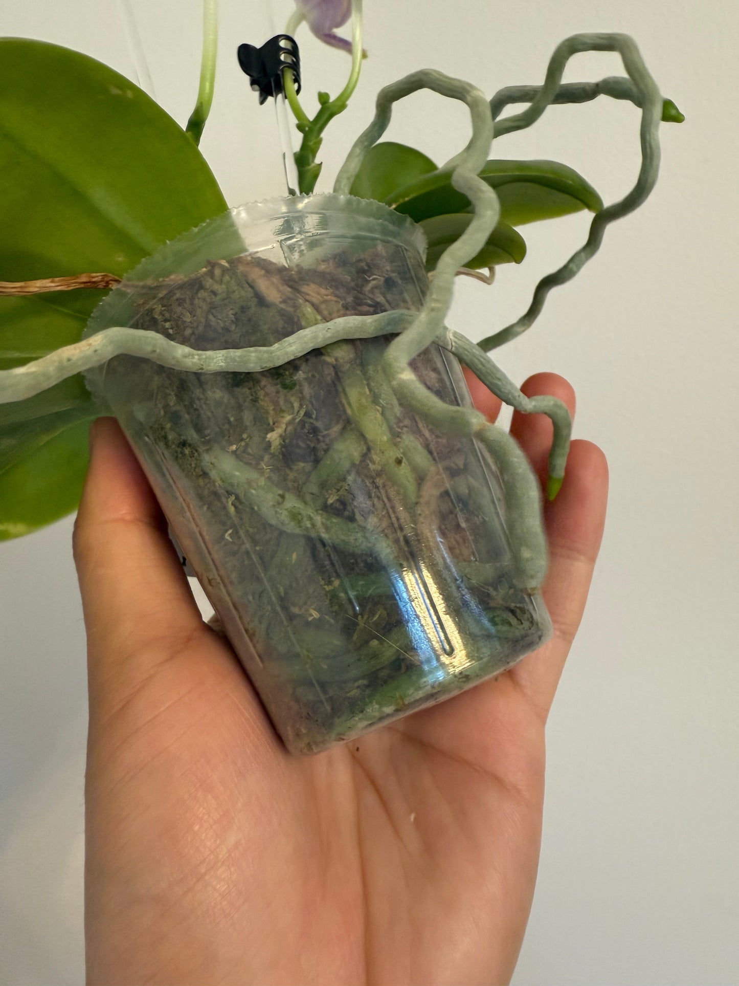 Phalaenopsis Mituo Golden Solar – Rare Hybrid Orchid | Live Plant