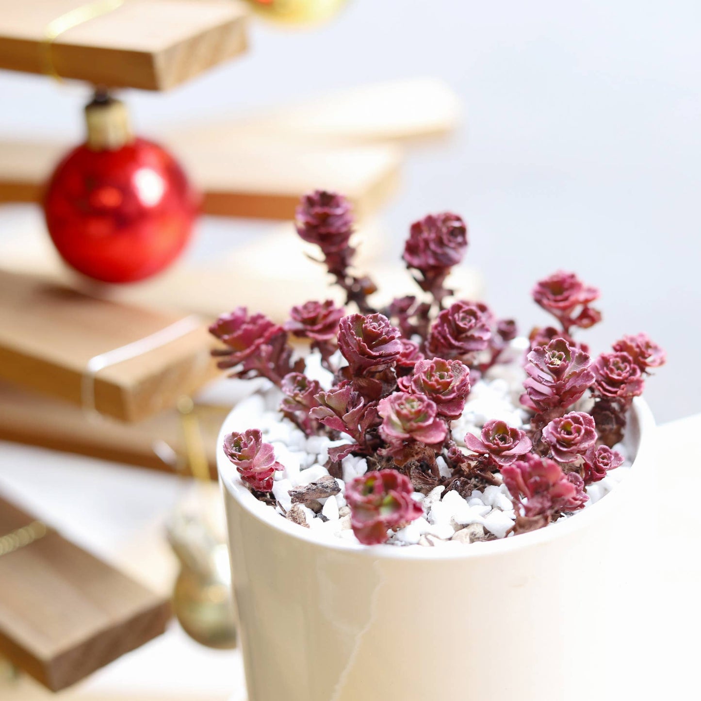 Dragon's Blood Sedum
