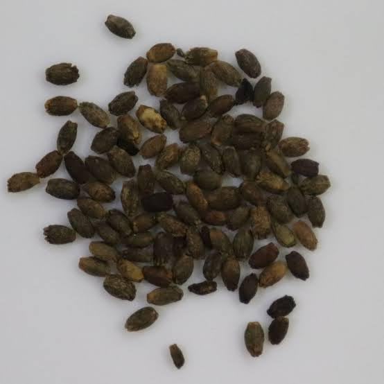 Salvia Splendens Flower Seeds – Vibrant Red Blooms, Heirloom & Non-GMO Garden Seeds