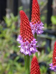 Primula Vialii Flower Seeds for Planting – Red-Purple Blooms, Non-GMO Perennial Garden Seeds