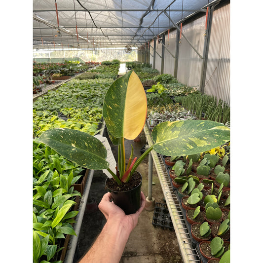 Philodendron 'Congo Green Variegated'