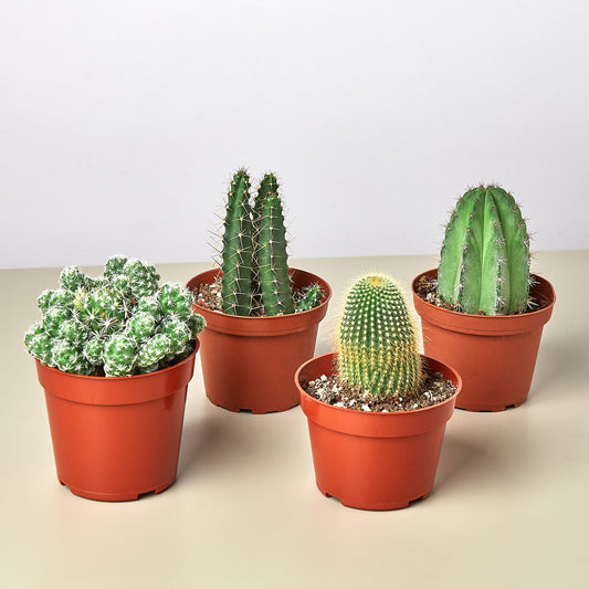 Mystery Cactus 4pk - Variety Bundle - 4.0" Pots