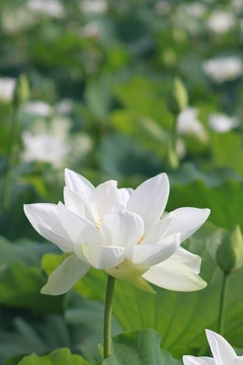 White Sacred Lotus Seeds (Nelumbo Nucifera) for Planting – Heirloom, Non-GMO