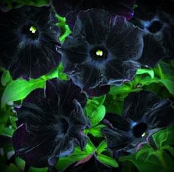 Black Velvet Petunia Flower Seeds for Planting - Heirloom, NON-GMO, Easy to Grow Garden Blooms