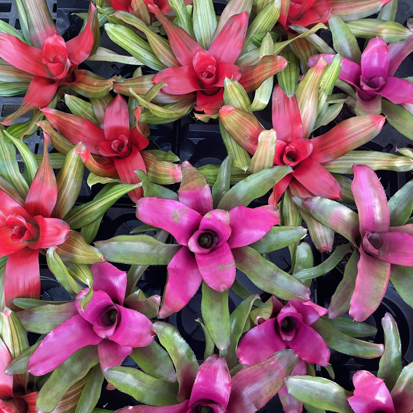 Bromeliad Neoregelia 'Neos' - Live Plant - Assorted