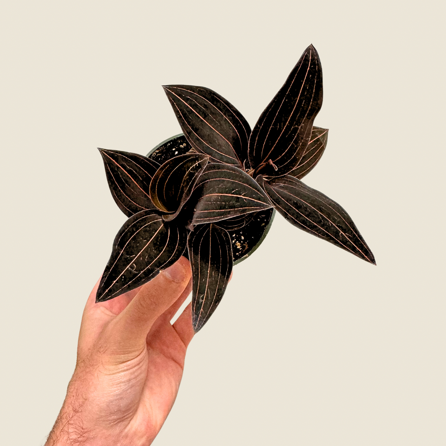 Jewel Orchid 'Ludisia Discolor'