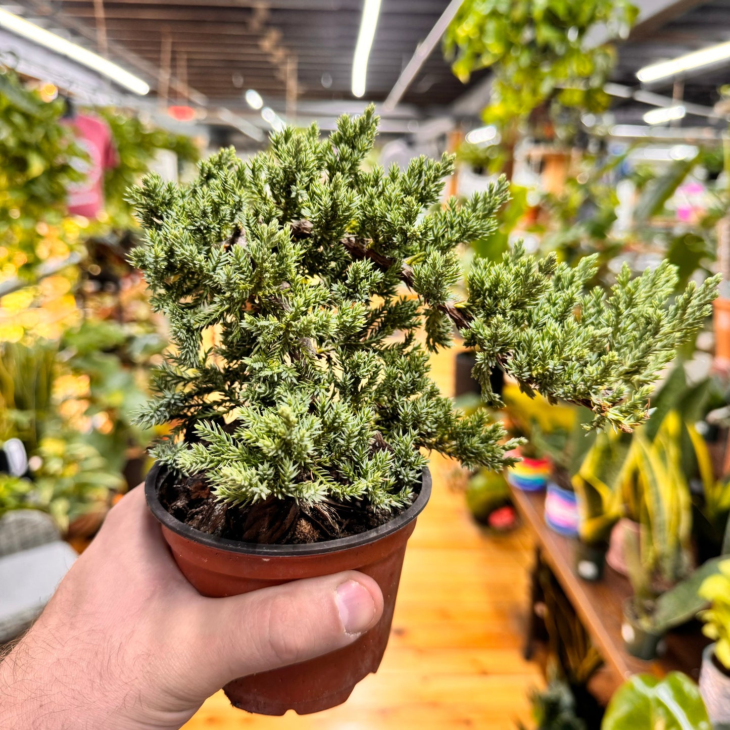 Bonsai 'Procumbens Nana'