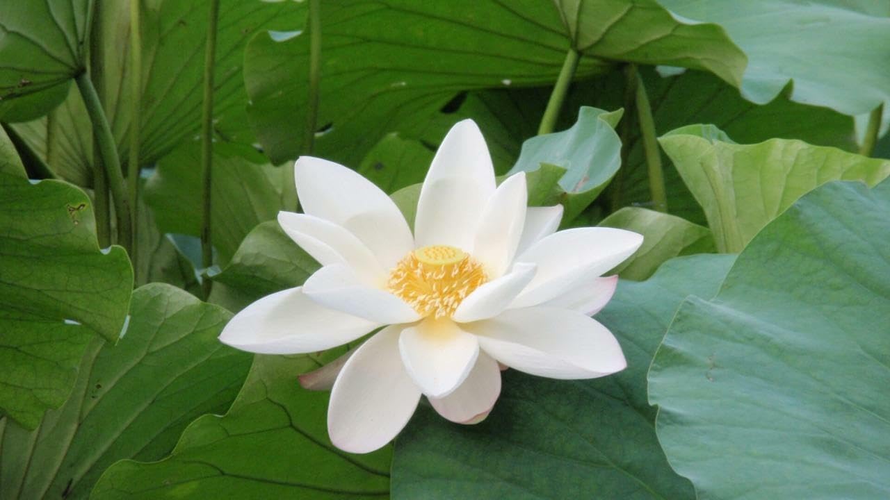 White Sacred Lotus Seeds (Nelumbo Nucifera) for Planting – Heirloom, Non-GMO