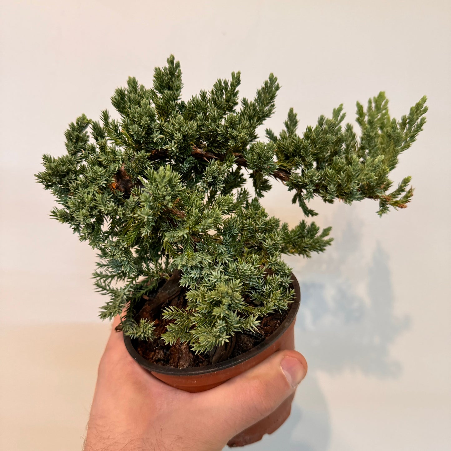 Bonsai 'Procumbens Nana'