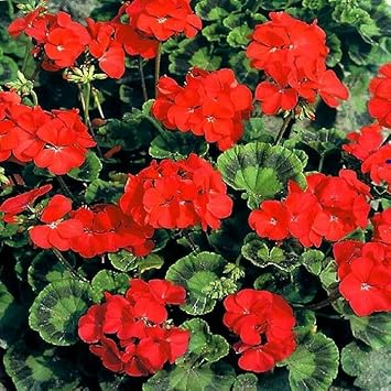 Red Geranium Flower Seeds for Planting – Heirloom & Non-GMO Vibrant Blooms for Beds, Borders, and Containers