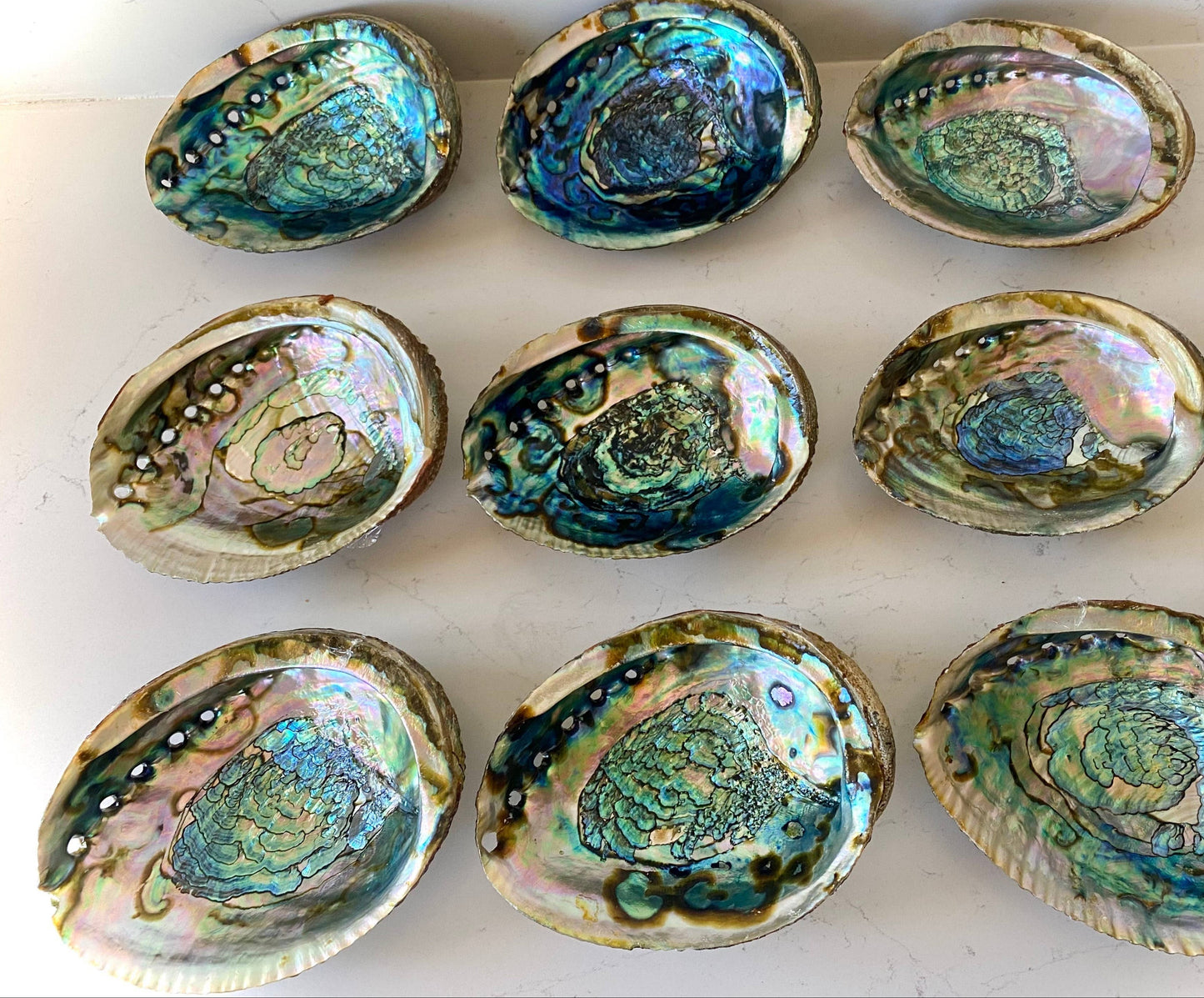 Natural Abalone Shells