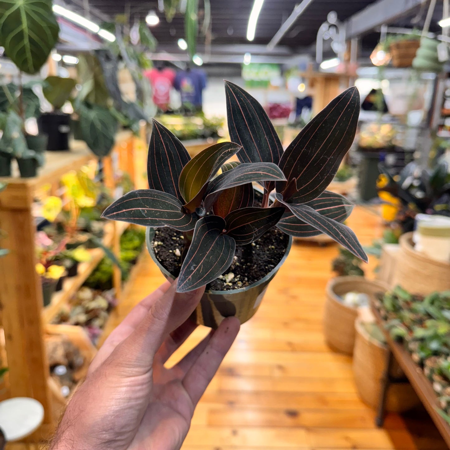 Jewel Orchid 'Ludisia Discolor'